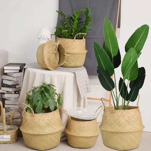 Basket holding a plant