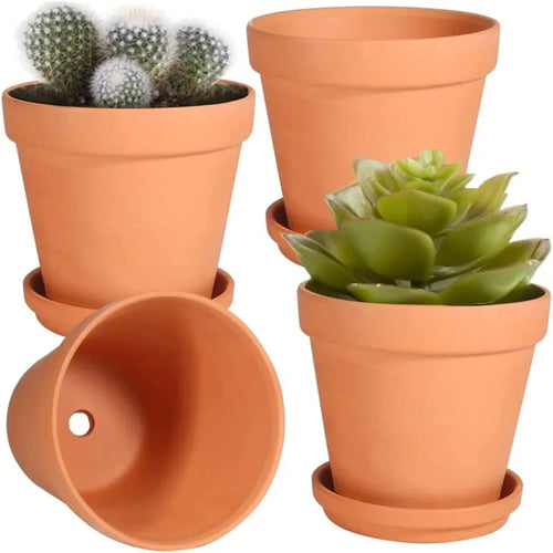 Terracotta pots planted with succulents